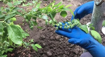 Nejlepší minerální a organická hnojiva pro borůvky, jak a čím krmit